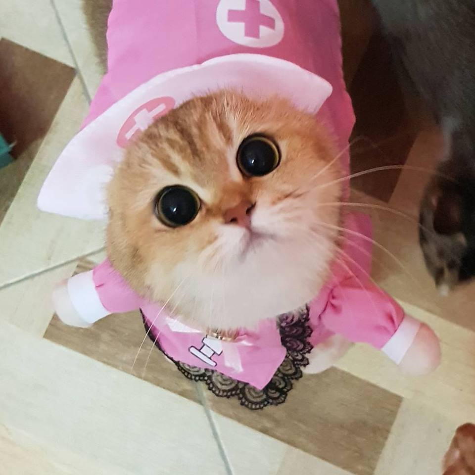 The Masterpiece: Kucing Cantik Kat Mana Nak Beli?