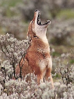  ethiopian_wolf pic