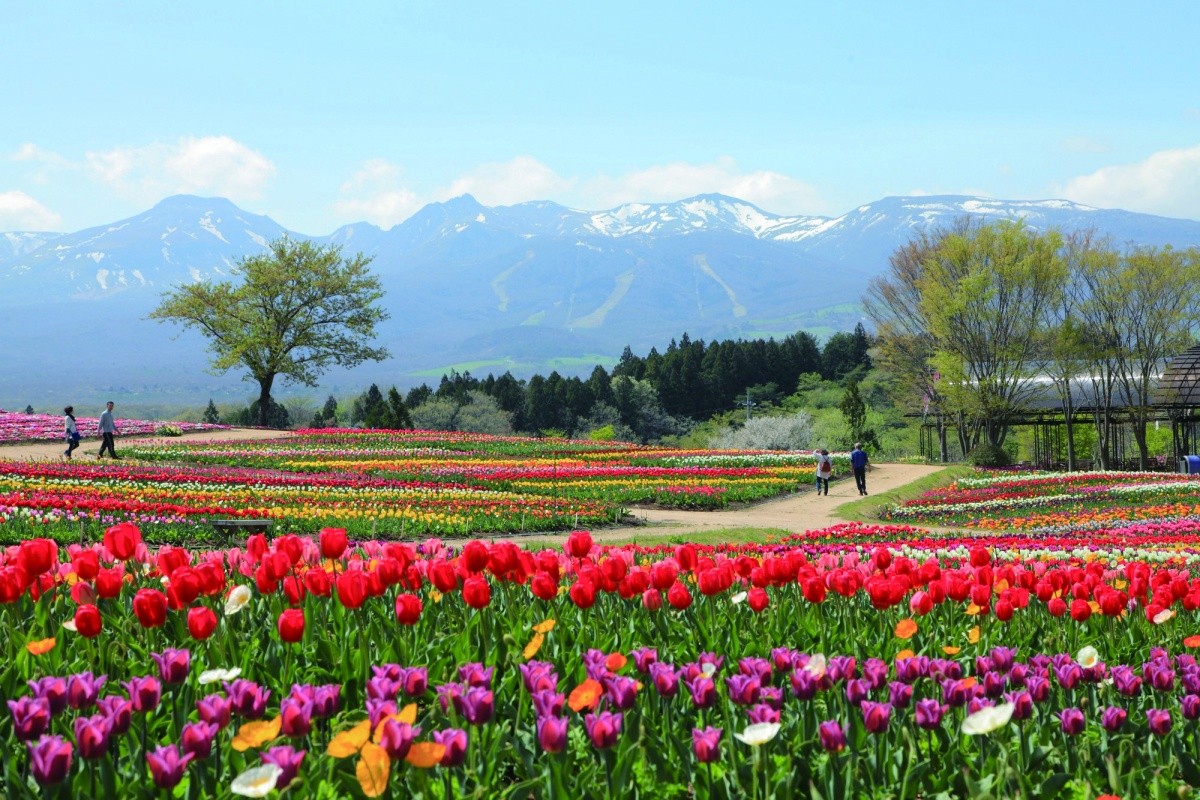 9 Tempat Yang Bisa Kalian Kunjungi Di Prefektur Tochigi Saat Musim