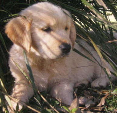 golden retriever dog photos. golden retriever puppy playing