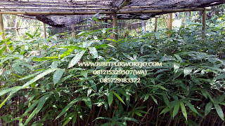 jual bibit bambu apus, jual bibit bambu tali, harga bibit bambu apus, harga bibit bambu tali, jual bibit bambu apus murah, jual bibit bambu tali murah, jual bibit bambu apus unggulan, jual bibit bambu tali unggulan, pembibitan bambu tali, pembibitan bambu apus, bibit bambu apus, bibit bambu tali, bibit bambu apus murah, bibit bambu tali murah, budidaya bibit bambu, budidaya tanaman bambu apus, budidaya bambu apus, fungsi tanaman bambu apus, manfaat bambu apus, manfaat bambu tali, jarak tanam bambu, jarak tanam bambu apus, jarak tanam bambu tali, syarat tumbuh bambu tali, syarat tumbuh bambu apus, jual bibit bambu apus buat proyek, bibit bambu apus unggul di purworejo.