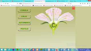 http://primerodecarlos.com/QUINTO_PRIMARIA/UNIDAD_1/actividades/naturales/la_reproduccion_de_las_plantas/partes_de_la_flor/31824.swf