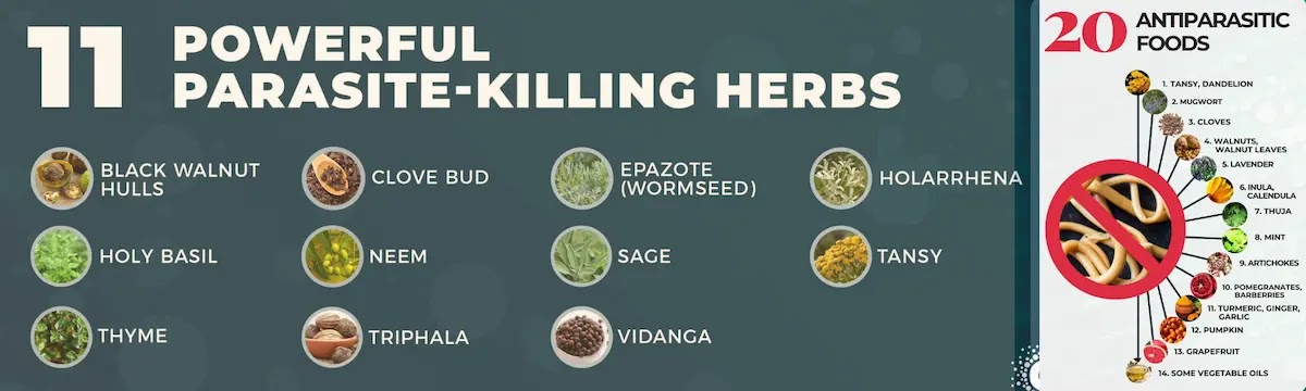 Understanding Parasites: Unseen Intruders in Our Bodies