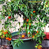 Fruit Trees That Grow In Pots - 14 Best Fruits To Grow In Pots Fruits For Containers / Maybe you would like to learn more about one of these?