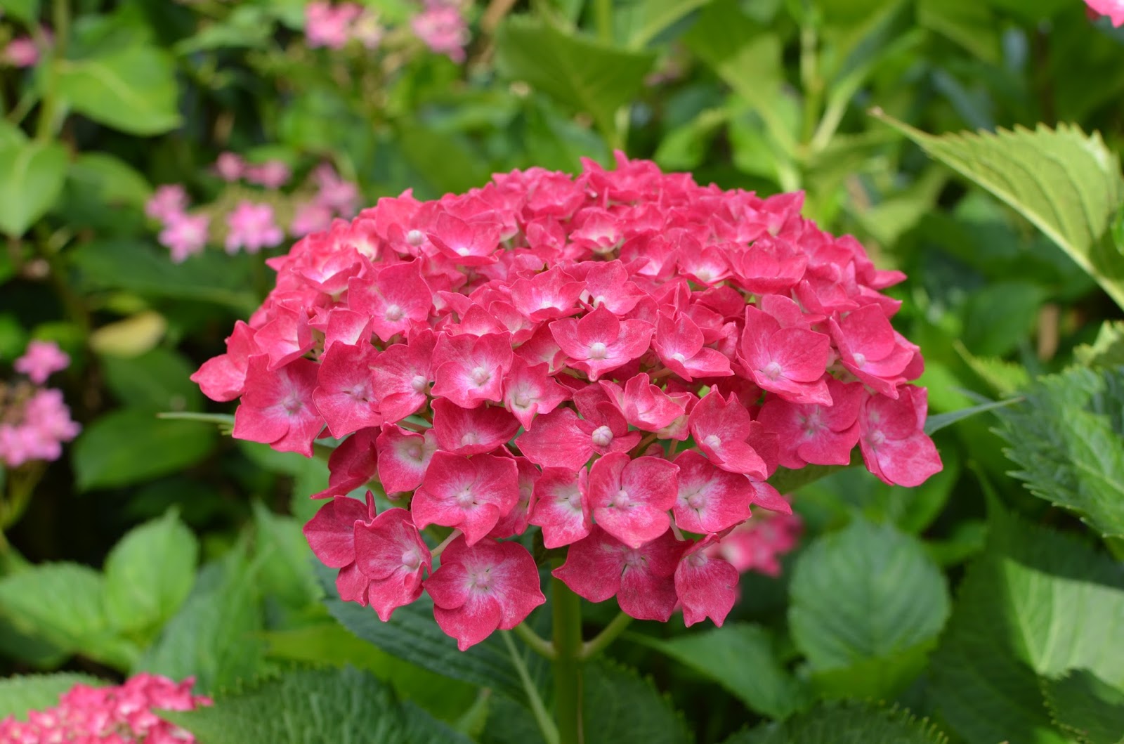 京都 宇治三室戶寺 日本紫陽花三大名所 更新19賞花資訊 日本多多alot Japan