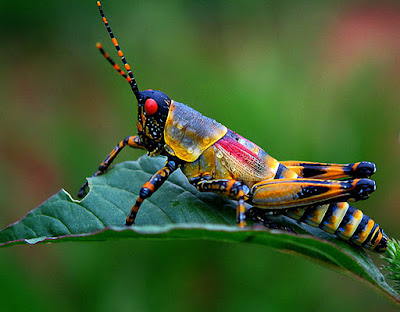 Lovely Colourful Grass Hooper Sit On Green Leaf Hd Wallpapers