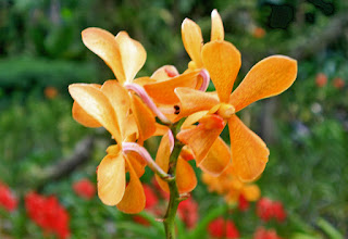 Singapore orchid garden. Сингапур, сад орхидей