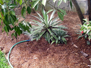 garden, La Ceiba, Honduras