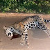 Onça-pintada é atropelada e morta ao atravessar MT-242