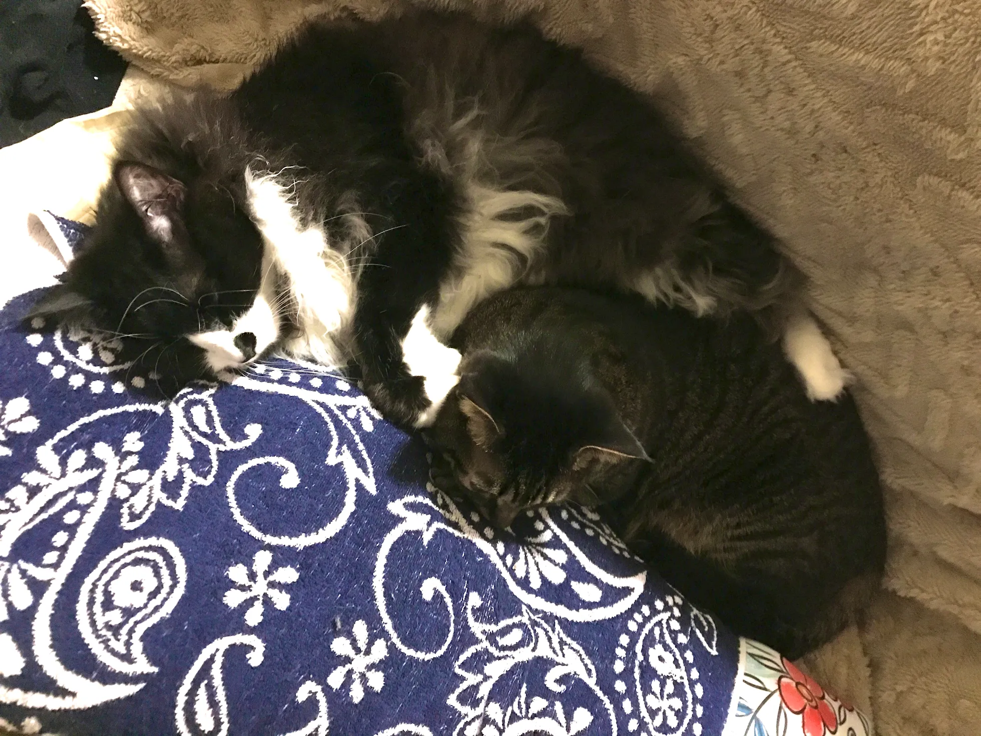 猫2匹