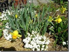 artemisias 014