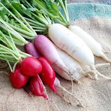 Growing radish in home garden