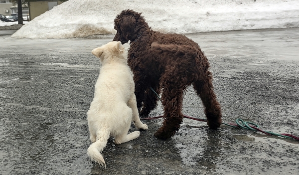 hvit gjeterhund konge puddel