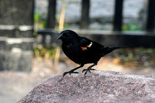 Red-winged black bird in Terraview Park, Toronto