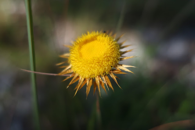 Yellow paper daisy