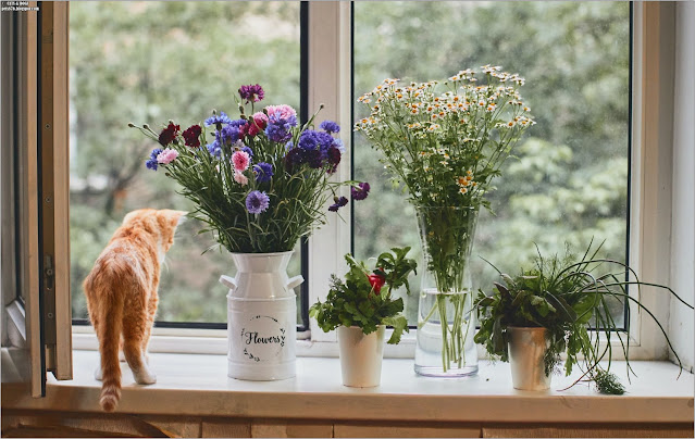tabby cat and flowers