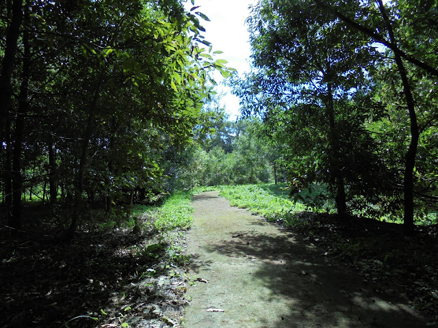 虫の森の遊歩道