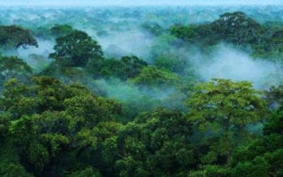 Hutan asri paru-paru dunia
