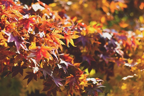 leren vragen stellen over de herfst