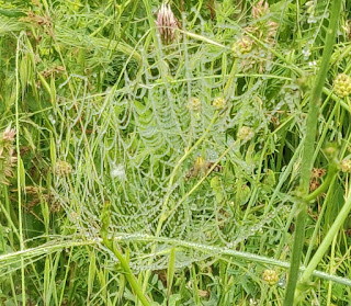 Blurry spider in its web