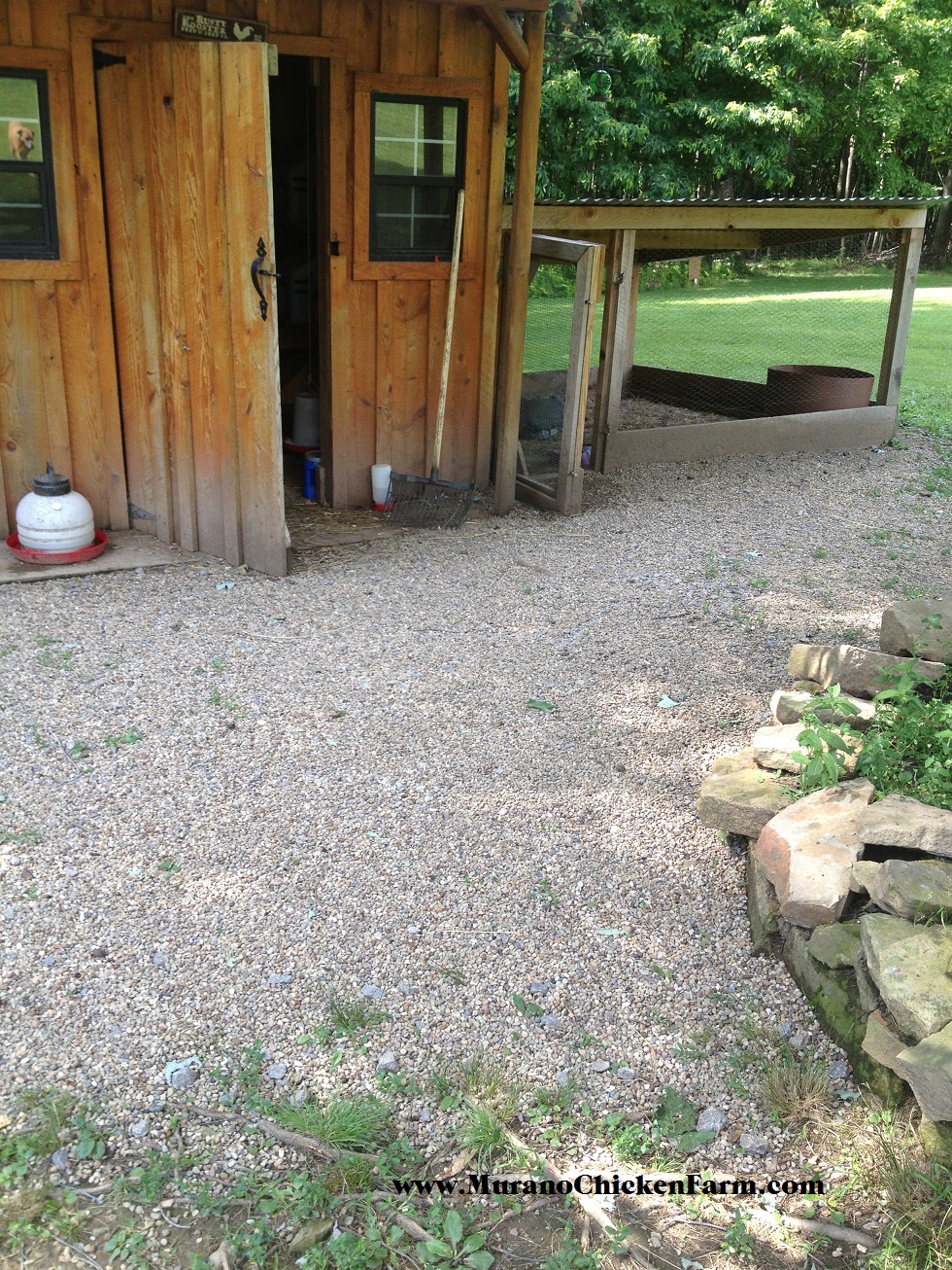 Murano Chicken Farm: Flood clean up in the chicken coop