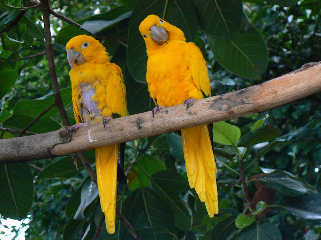 Golden Conure Parrot, http://dmjapan.blogspot.com/