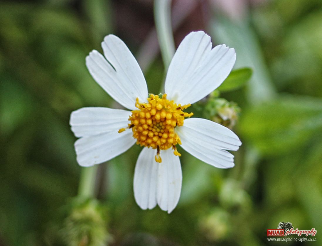 White Flower