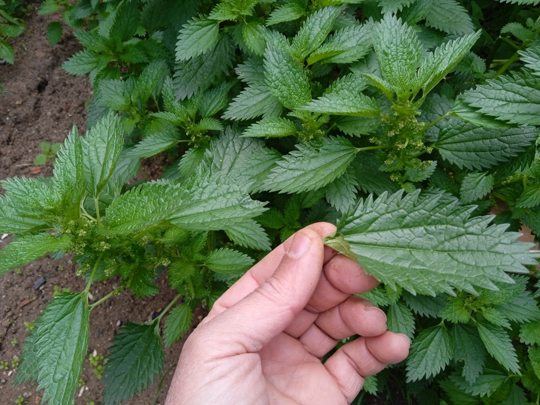 The best time to harvest stinging nettle leaves while they’re still small, no more than a foot tall, because that’s when the leaves are the most tender, and before the plant starts flowering.