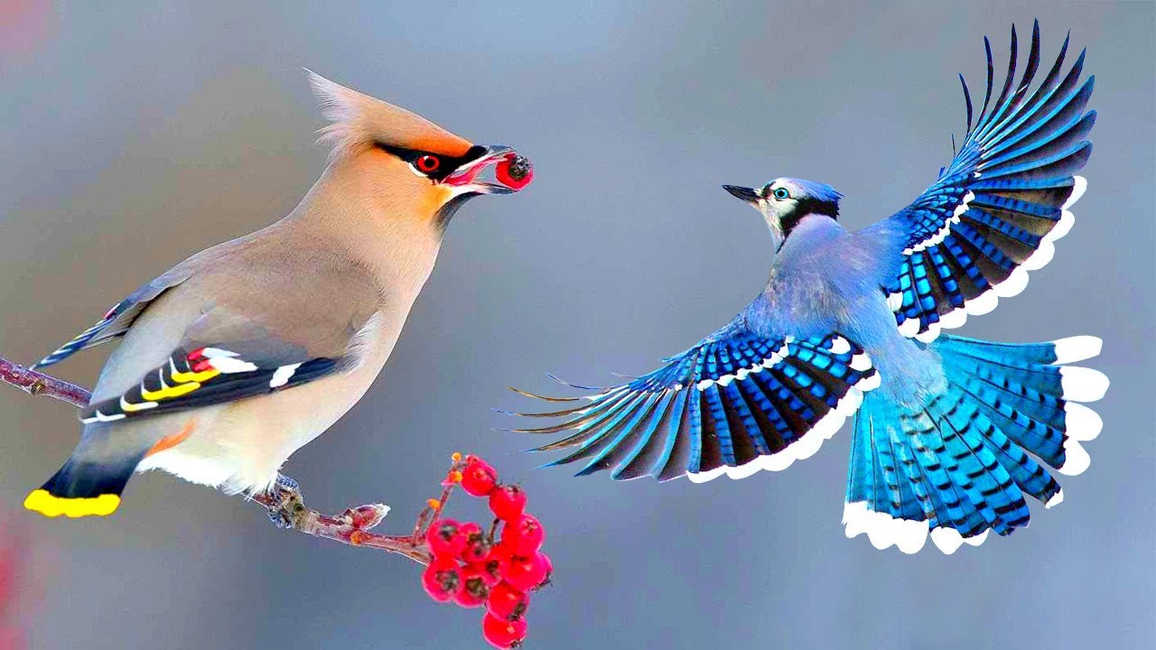 Many Beautiful Birds Pictures Download - Best Birds Pictures - Beautiful Birds Pictures & Wallpapers Download - birds picture - NeotericIT.com