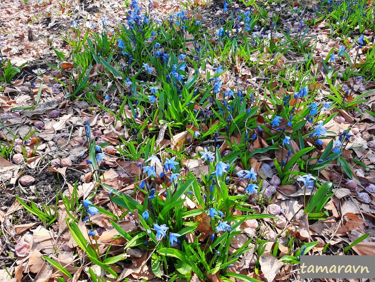 Пролески / Сциллы (Scilla)