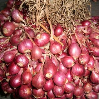 Cara Menanam Bawang Merah Pertanian Sukses Cara Menanam Bawang Merah Pertanian Sukses