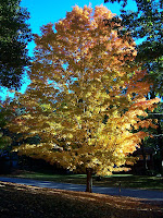 Autumn Tree Pictures5