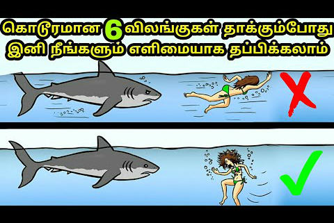 6 கொடிய மிருகங்களின் தாக்குதலில் இருந்து தப்பிக்க எளிய வழிகள் | Tipd to survive Animal attacks