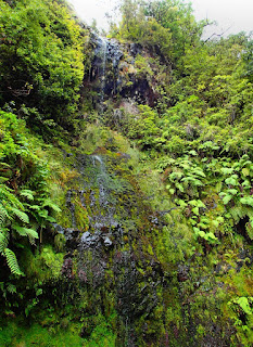 Madera  szlak Caldeirao Verde jeden z wielu mikro wodospadów