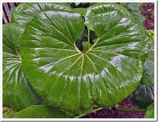 110925_Farfugium-japonicum-giganteum_04