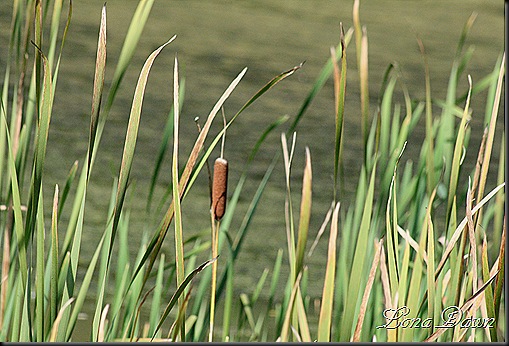 Waters_Edge