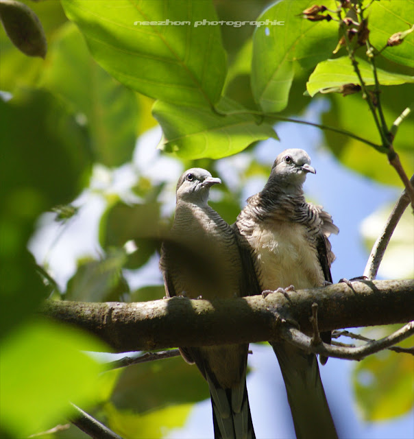 Romantic little cuckoo-dove dating