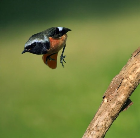 Flying Beauty