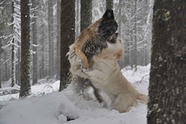 golden retriever leonberger vinter skauen