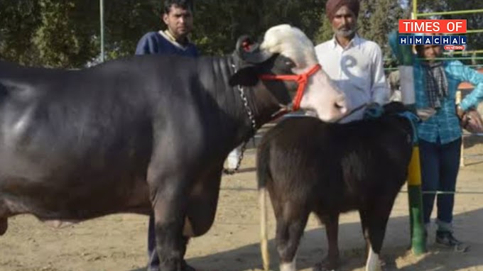 फतेहपुर के "पल्ली बनाल कृषि सेवा सहकारी सभा"  में पशु मेला 16 को, नवाजे जाएंगे पशुपालक