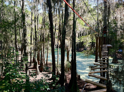 Tallahassee Museum Tree-to-Tree Adventure Zipline