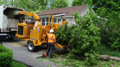 residential tree removal Sarasota
