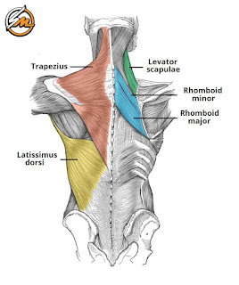 Build A Thick & Wide Back With These 5 Back Exercises