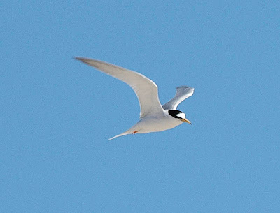 神話之鳥：黑嘴端鳳頭燕鷗