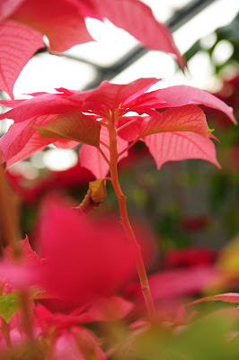 フラワーセンター大船章植物園の温室