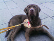 http://www.caniguida.it/3perche%20cane%20guida.htm (cane guida)