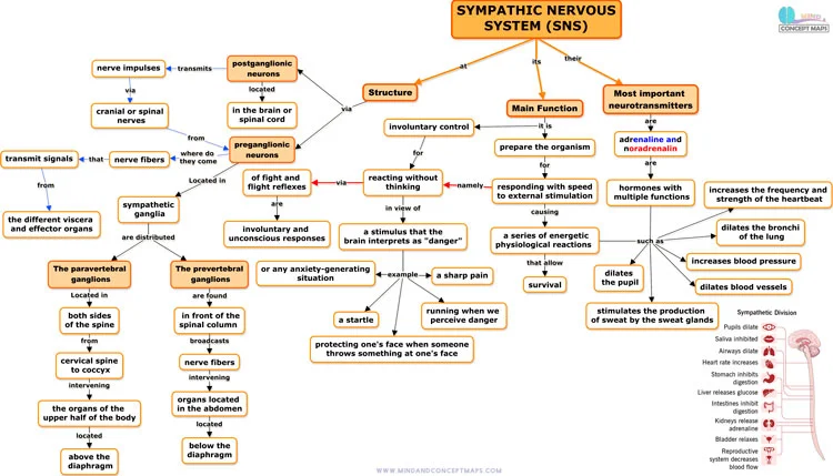 Sympathetic nervous system concept map