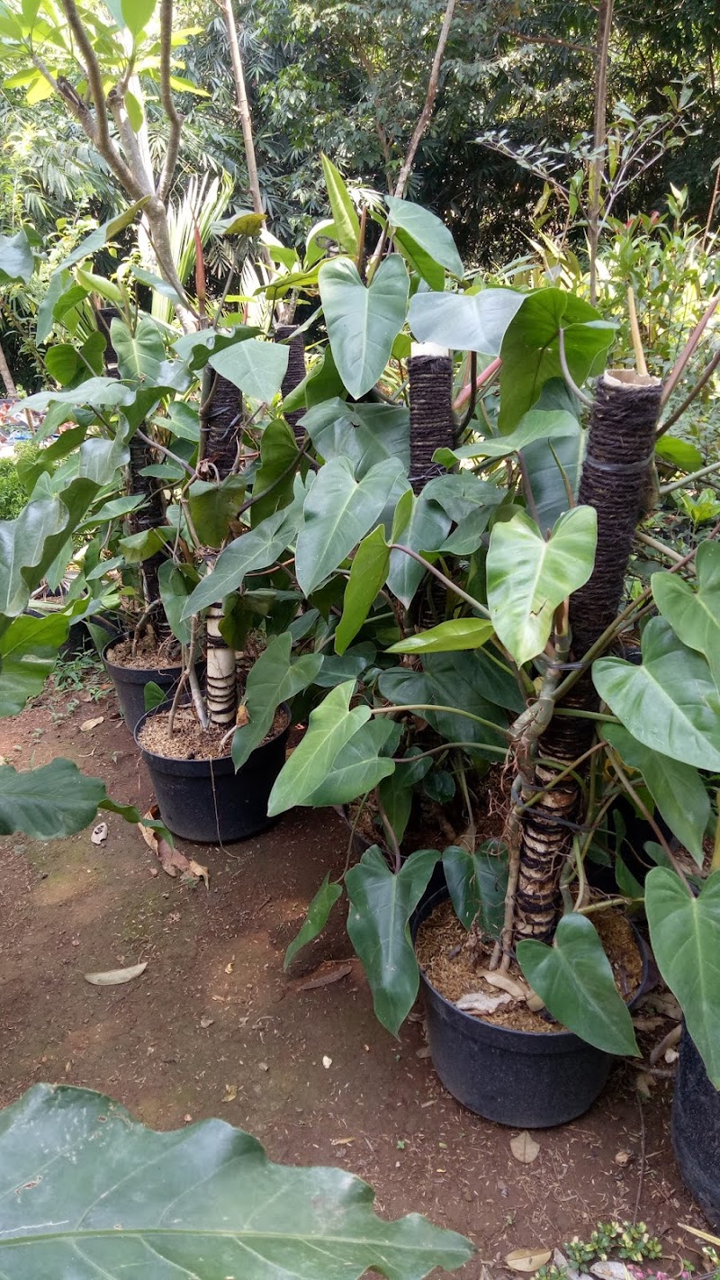 17+ Inspirasi Tempat Jual Tanaman Hydrilla Terdekat