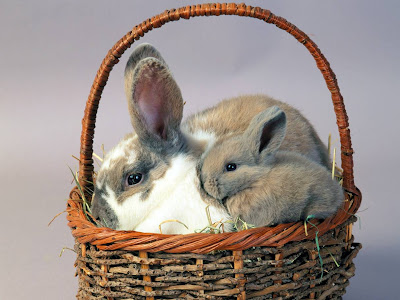 CUTE RABBITS