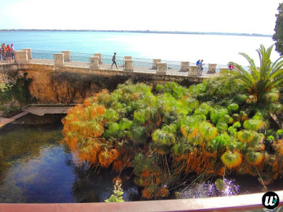 The fountain of Arethusa, Ortigia, Siracusa | Sicily, Italy | wayamaya